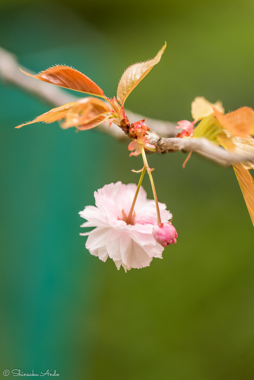 長津川遊水池の八重桜20170422-2
