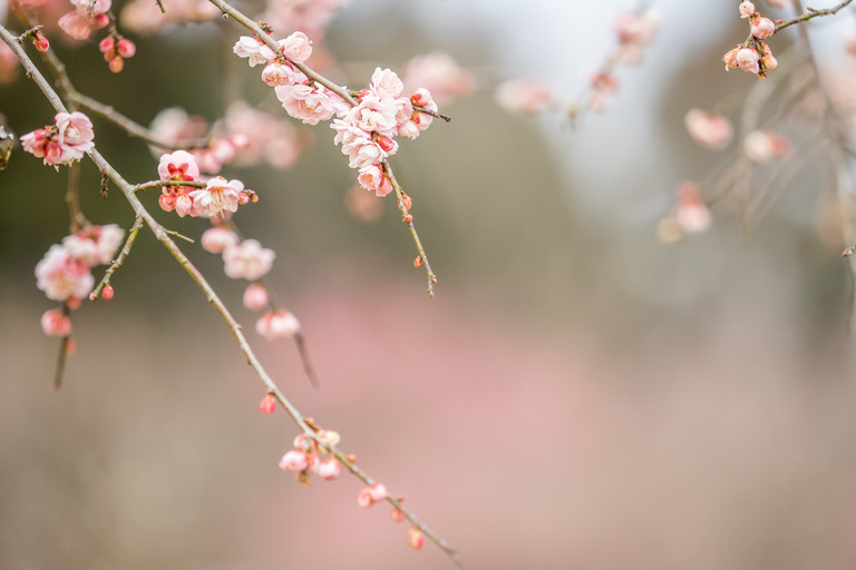 昭和の森公園｜梅の花20160227-２