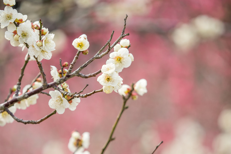 昭和の森公園｜梅の花20160227-3