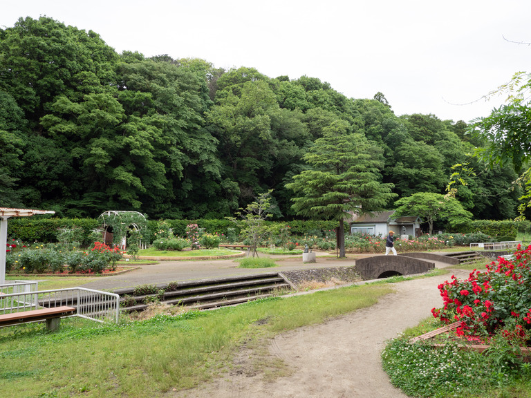 大町公園自然観察園_バラ園
