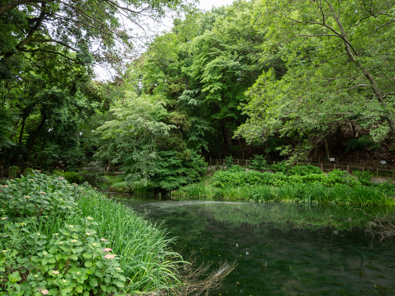 大町公園自然観察園_池