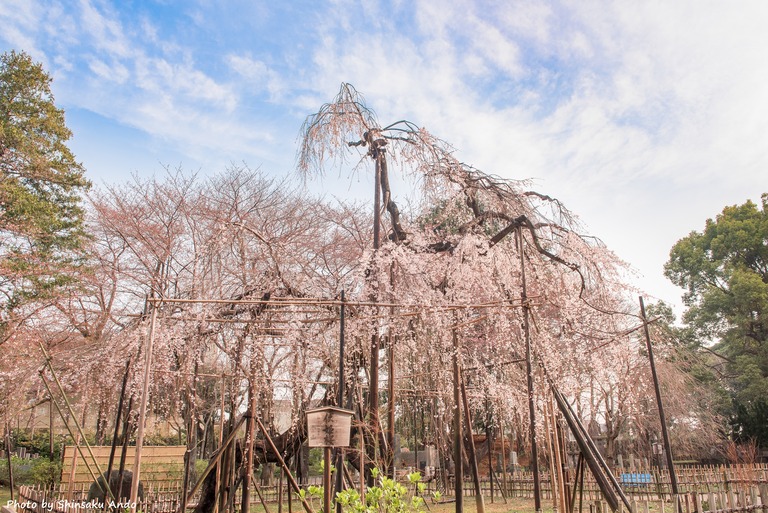 市川真間・弘法寺のしだれ桜‐8-name
