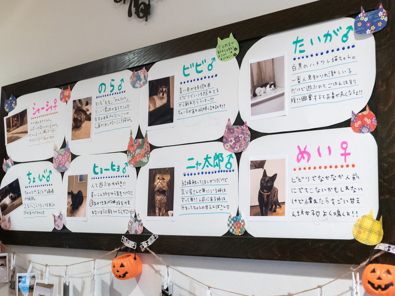 高根公団_猫かふぇ_和風猫本舗_2