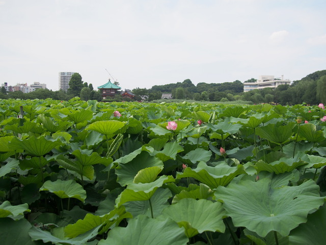 不忍池の蓮の花20140712-6