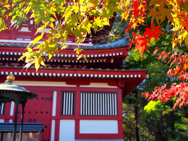 本土寺・五重塔②