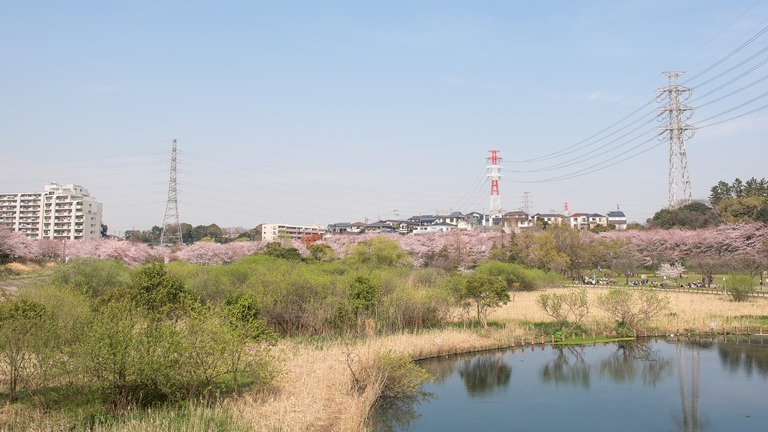 長津川遊水池の桜｜20160406‐5