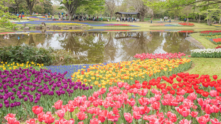 国営昭和記念公園のチューリップ（渓流広場）2016年4月16日‐8