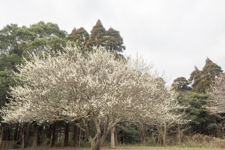 昭和の森公園｜梅の花20160227-11
