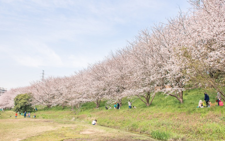 長津川遊水池の桜｜20160406‐2