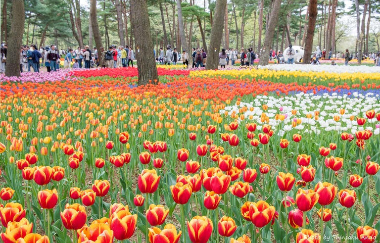 国営ひたち海浜公園のチューリップ2016年4月22日-2