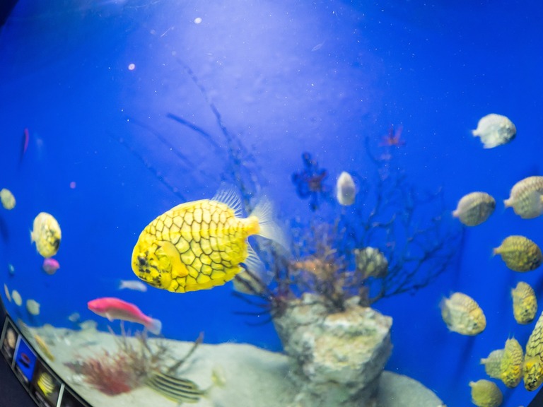 新江ノ島水族館-6