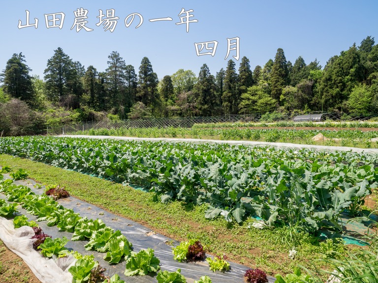 山田農場の４月（タイトル）