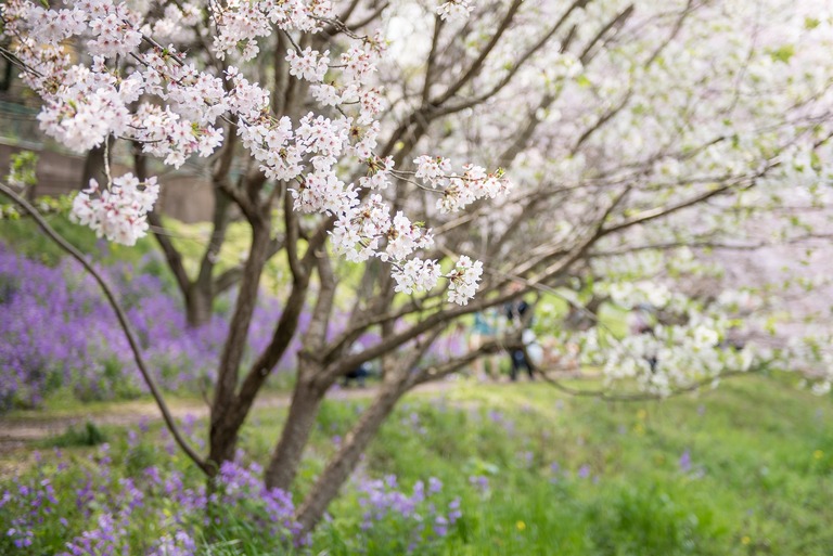 長津川遊水池の桜｜20160406‐1