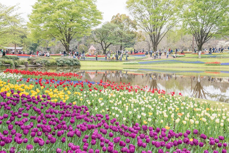 国営昭和記念公園のチューリップ（渓流広場）2016年4月16日‐7