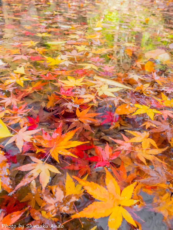 小石川後楽園の紅葉20151212-1