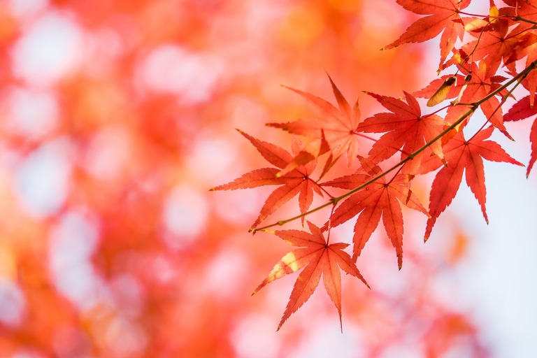小石川後楽園の紅葉20151212-10