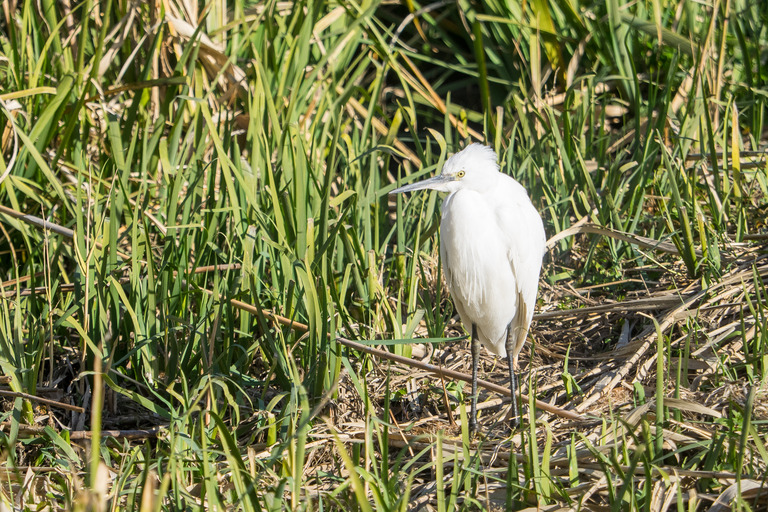 野鳥観察_市川市_野鳥の楽園_1