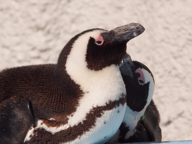 ペンギン２