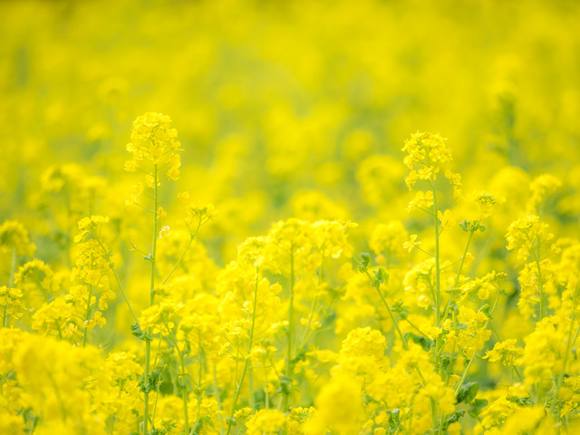 菜の花畑-3