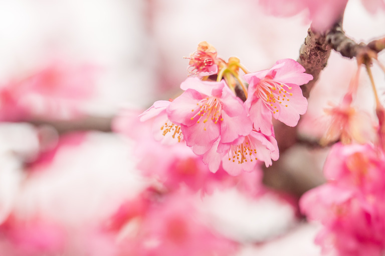 海老川の寒緋桜2016-3