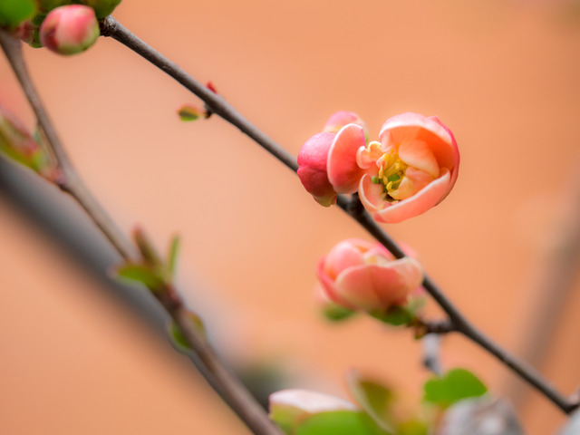 赤いボケの花(春咲き)