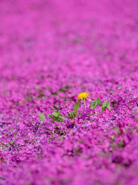 東京ドイツ村｜芝桜20150412-6