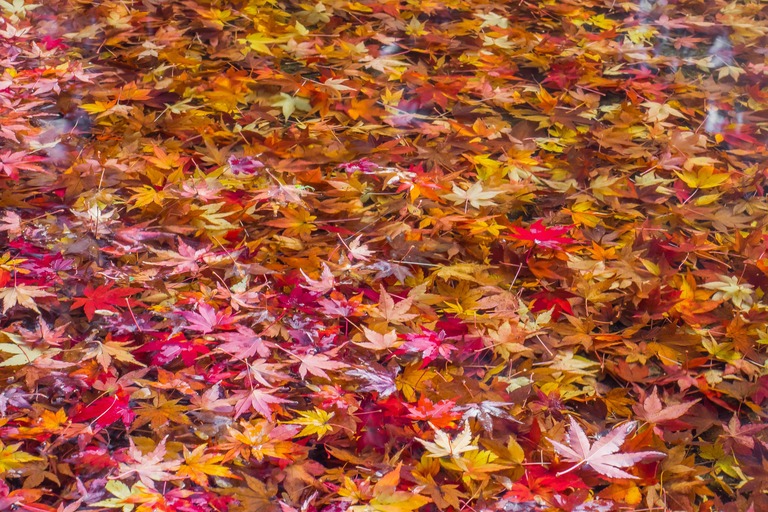 小石川後楽園の紅葉20151212-14