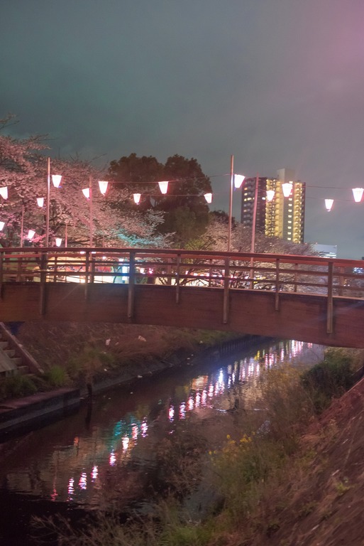 海老川の夜桜2010404‐3