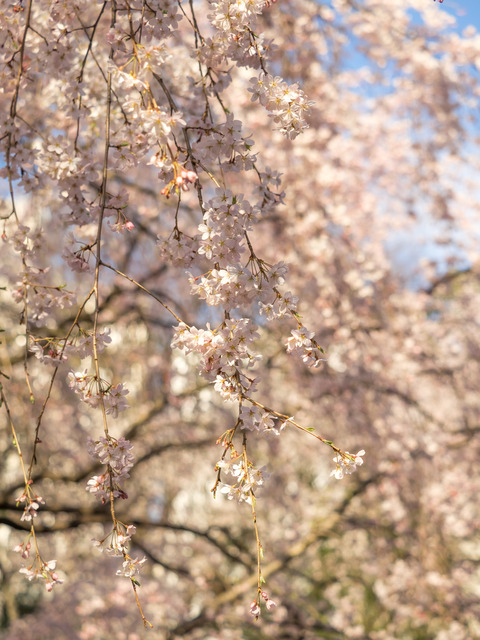 六義園のしだれ桜20150328-4