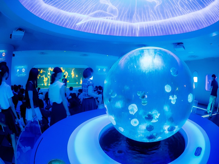 新江ノ島水族館-7（クラゲショー）