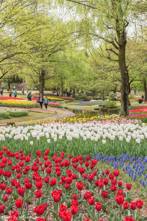 国営昭和記念公園のチューリップ（渓流広場）2016年4月16日‐2