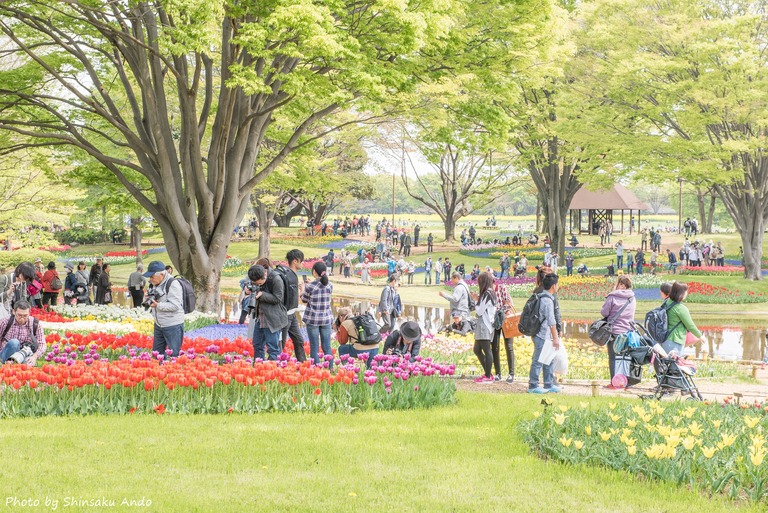 国営昭和記念公園のチューリップ（渓流広場）2016年4月16日‐9