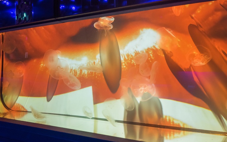 すみだ水族館｜クラゲ万華鏡トンネル-8