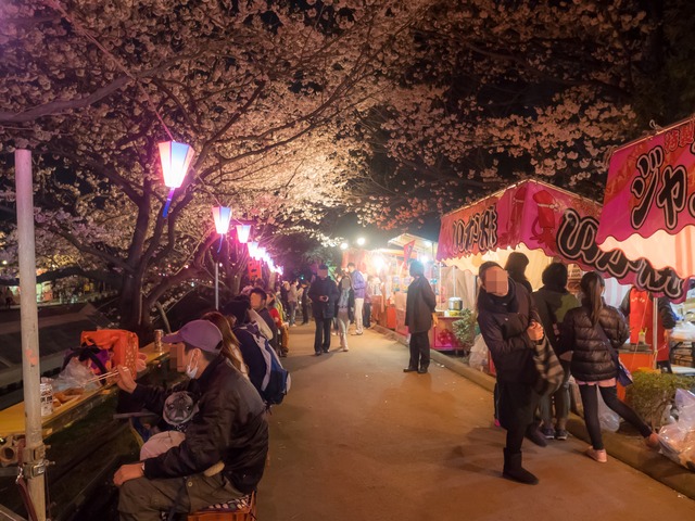 海老川の夜桜20150330-3　