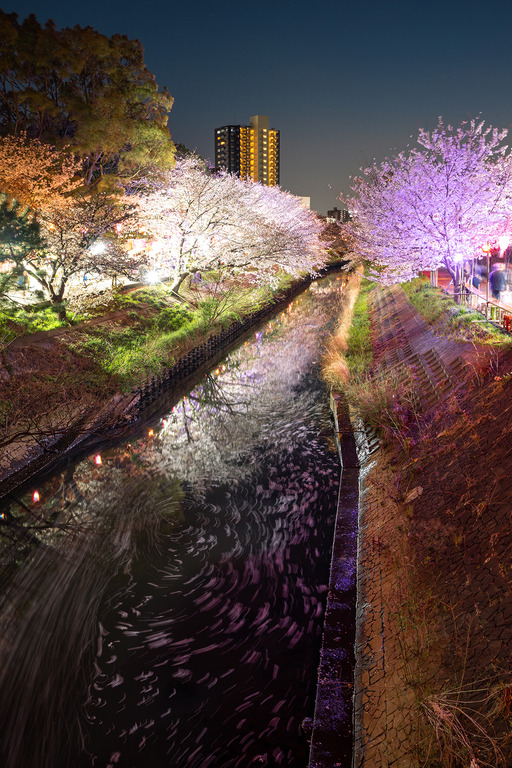 海老川の夜桜2025_3