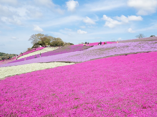東京ドイツ村｜芝桜20150412-1