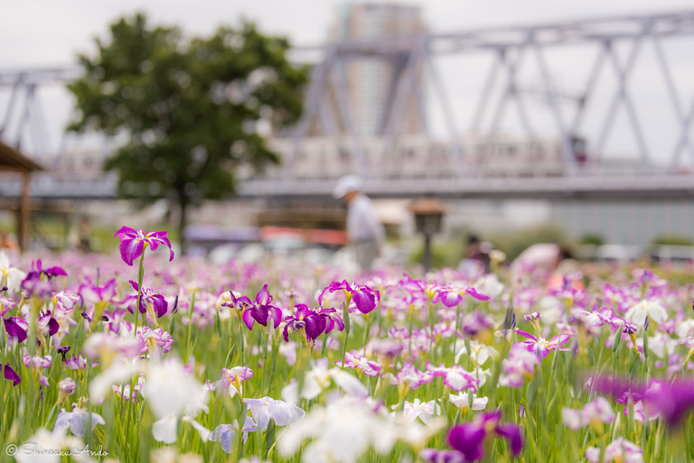 小岩菖蒲園20170611-6