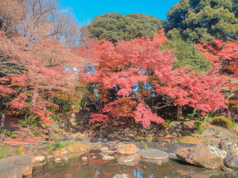 小石川後楽園の紅葉20151212-６