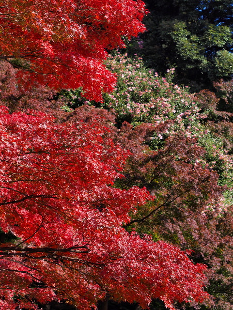 紅葉と山茶花