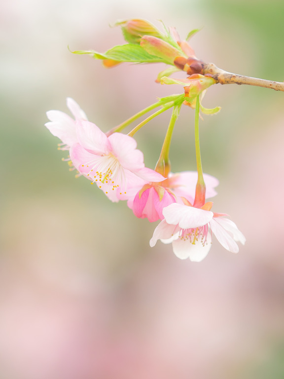長津川遊水池の河津桜20160305-4