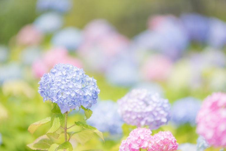 あじさいの花20160528