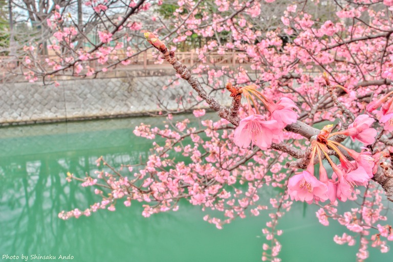 海老川の寒緋桜2016-1
