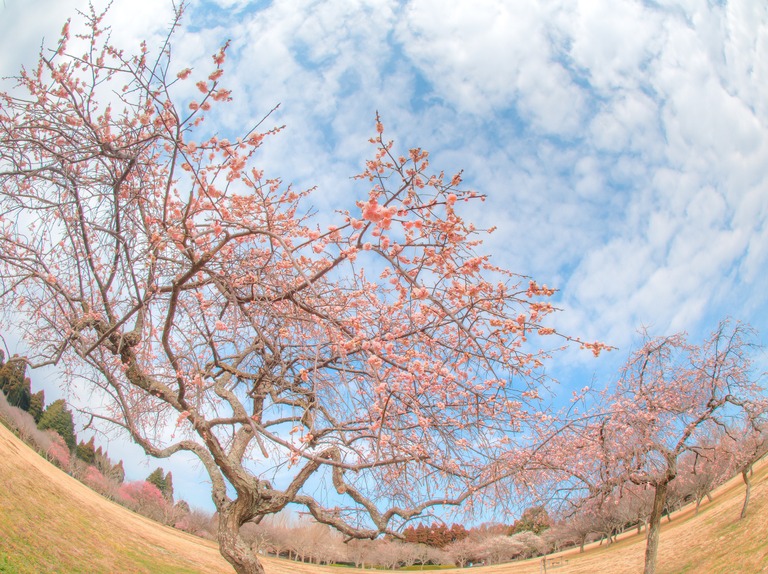 昭和の森公園｜梅の花20160227-7