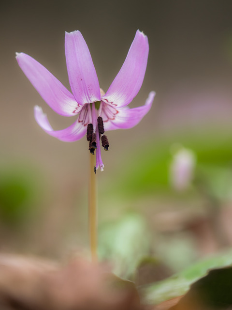 カタクリの花20150329-8