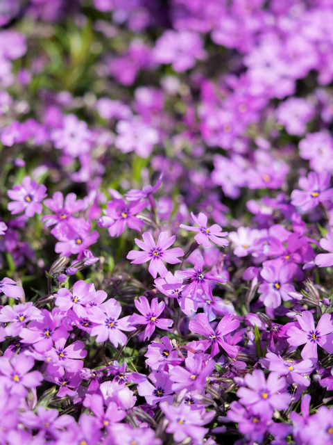 東京ドイツ村｜芝桜20150412-7