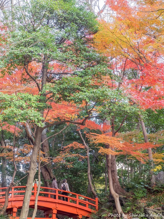小石川後楽園の紅葉20151212-15