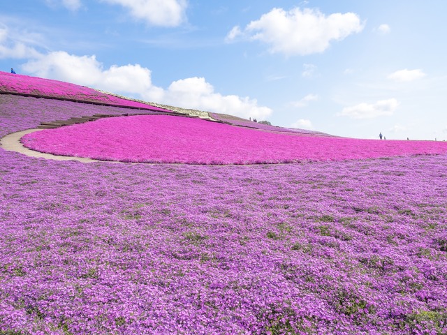 東京ドイツ村｜芝桜20150412-2