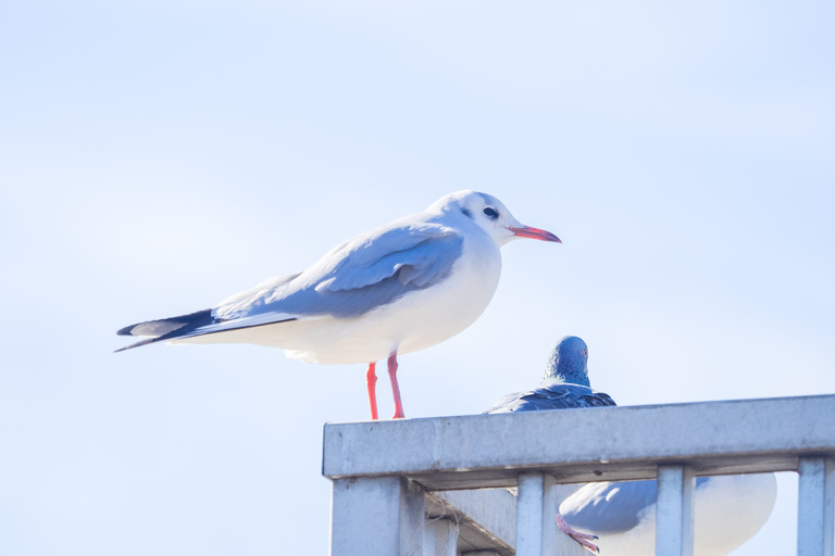 野鳥観察_市川市_野鳥の楽園_11
