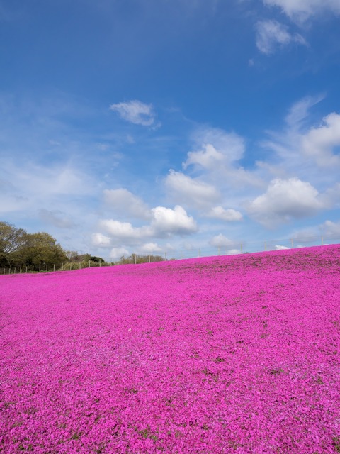 東京ドイツ村｜芝桜20150412-8
