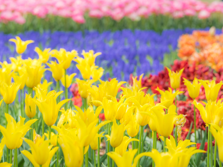 昭和記念公園のチューリップ20150418-13